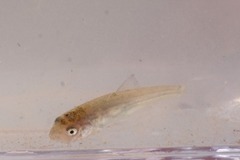 Catostomus commersonii