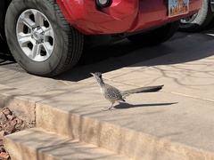 Geococcyx californianus