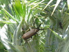 Agapanthia annularis