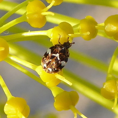 Anthrenus angustefasciatus