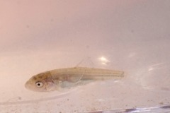 Catostomus commersonii