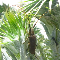 Agapanthia annularis