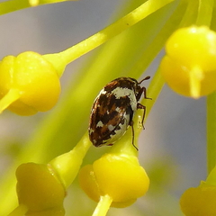 Anthrenus angustefasciatus