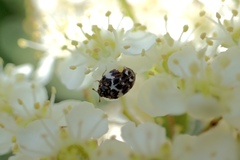 Anthrenus angustefasciatus