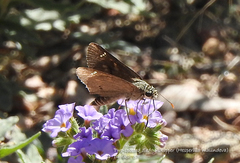 Hesperilla malindeva