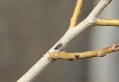 Graphocephala confluens