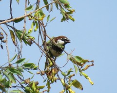 Passer hispaniolensis hispaniolensis