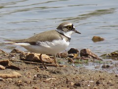 Charadrius dubius curonicus