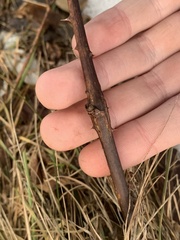 Neolasioptera nodulosa