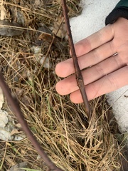 Neolasioptera nodulosa