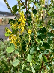 Melilotus italicus