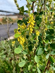 Melilotus italicus