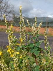 Melilotus italicus