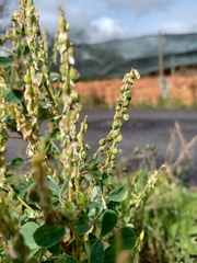 Melilotus italicus
