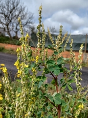 Melilotus italicus