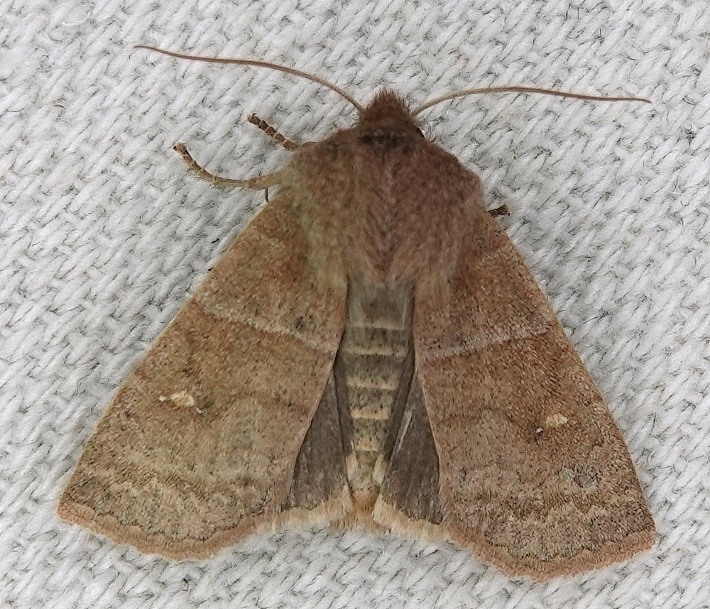 Straight-toothed Sallow