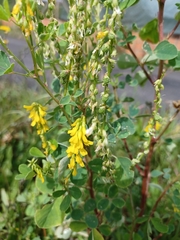 Melilotus italicus