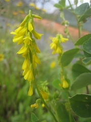 Melilotus italicus