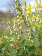 Melilotus italicus