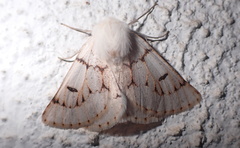 Dyscia distinctaria