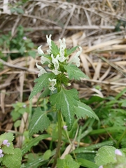 Lamium bifidum