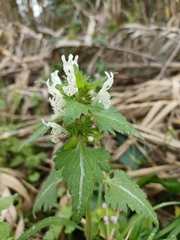 Lamium bifidum