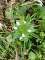 Lamium bifidum