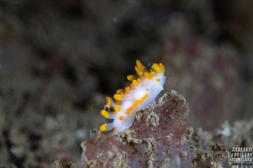 Orange-clubbed Sea Slug