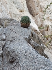 Agave victoriae-reginae swobodae
