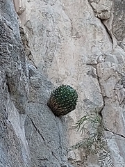 Agave victoriae-reginae swobodae