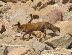 Vulpes vulpes barbara