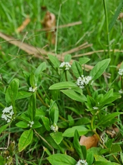 Spermacoce dasycephala