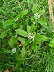 Spermacoce dasycephala