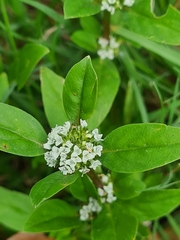 Spermacoce dasycephala