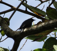 Euneornis campestris