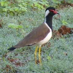 Vanellus indicus