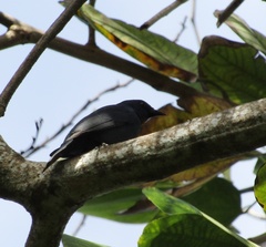 Euneornis campestris