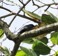 Euneornis campestris
