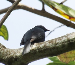 Euneornis campestris