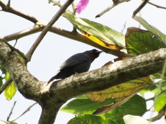 Euneornis campestris