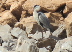Ardea cinerea cinerea