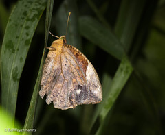 Dynastor darius ictericus