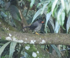 Turdus aurantius