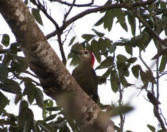Melanerpes radiolatus