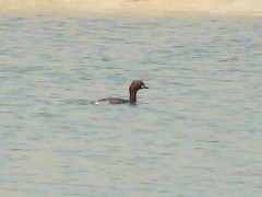 Tachybaptus ruficollis