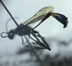 Ammophila urnaria