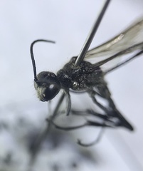 Ammophila urnaria