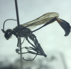 Ammophila urnaria