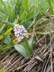 Neotinea conica