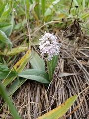 Neotinea conica